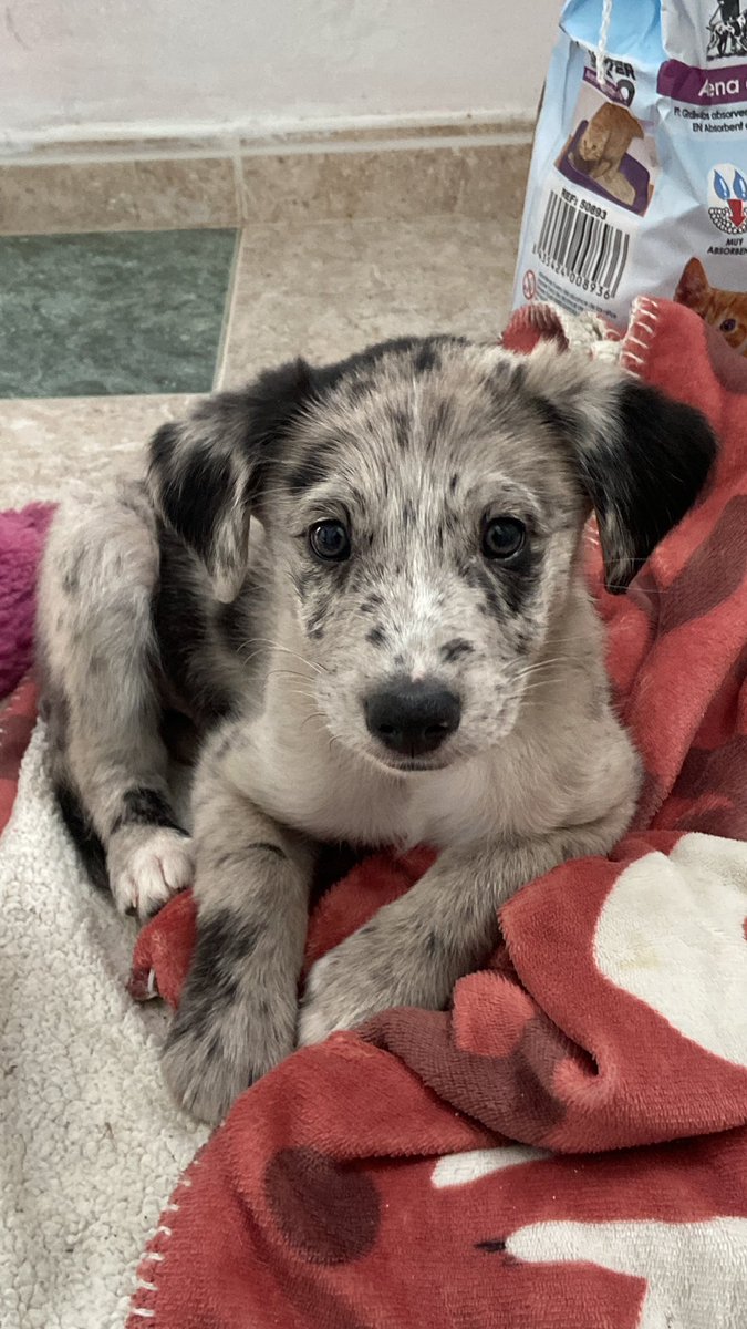 samaraserranoo's tweet photo. no sabría explicaros lo súper híper mega feliz que me hace coco😭💗💞💘🥹 https://t.co/bdRwH5F8Eu