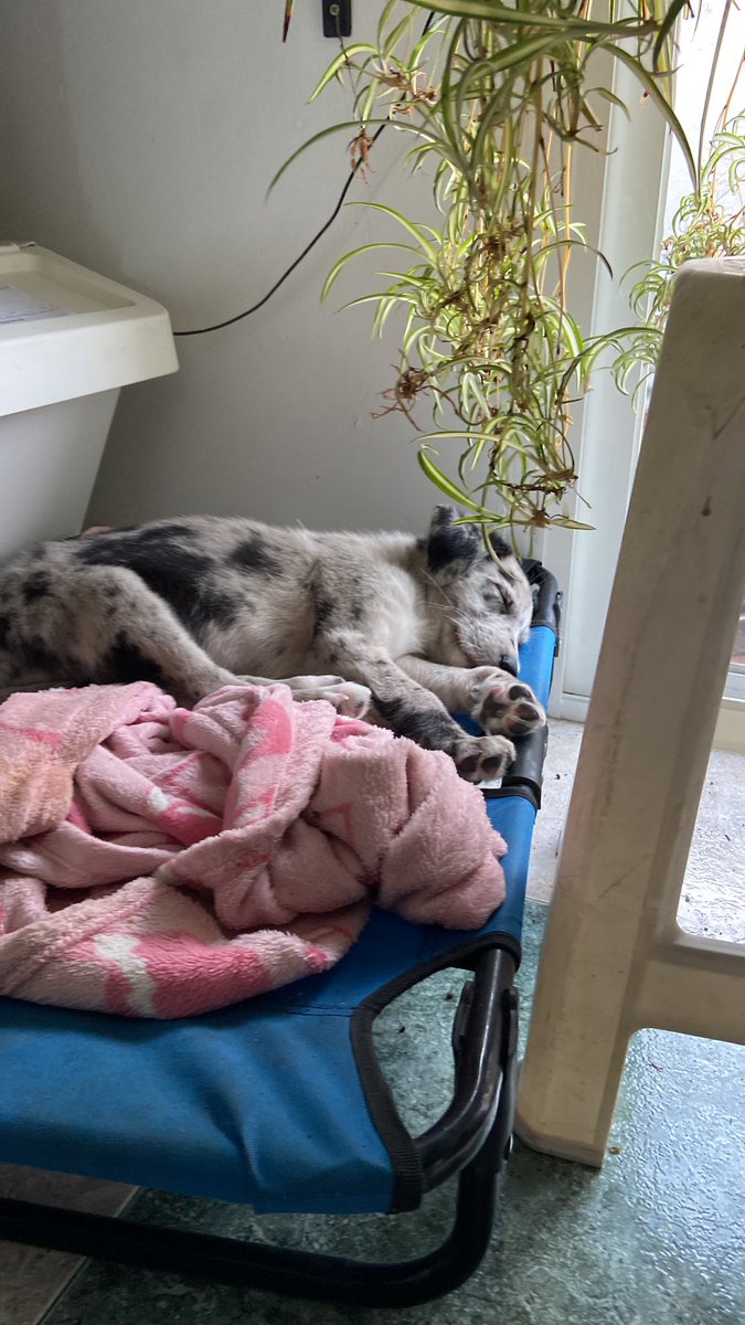 samaraserranoo's tweet photo. no sabría explicaros lo súper híper mega feliz que me hace coco😭💗💞💘🥹 https://t.co/bdRwH5F8Eu