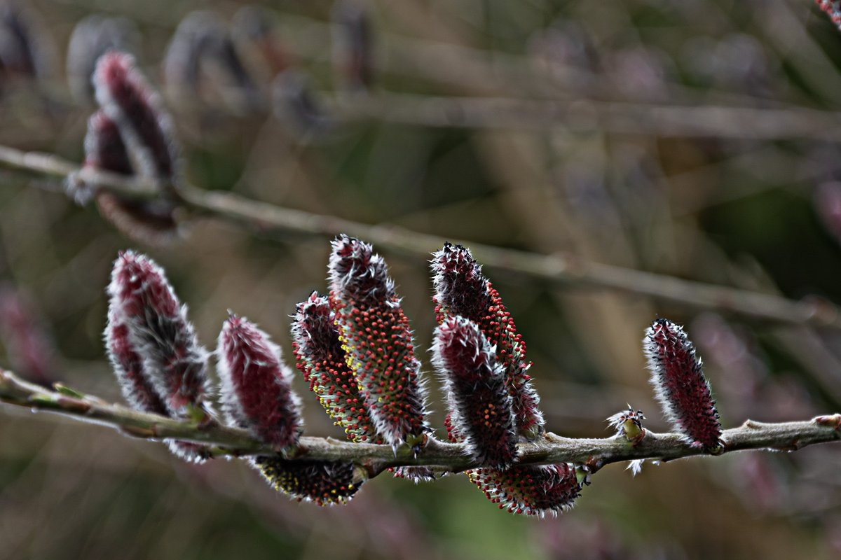 gazzab's tweet photo. The results of a day out in Yorkshire, enjoying the the Winter / Spring colours at RHS Harlow Carr https://t.co/pr21ZXHgto