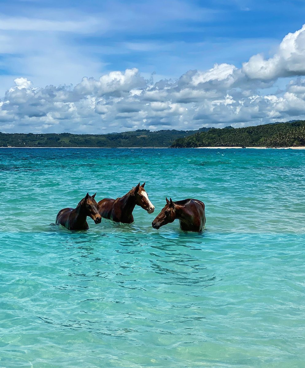 Equestrian Living tweet media