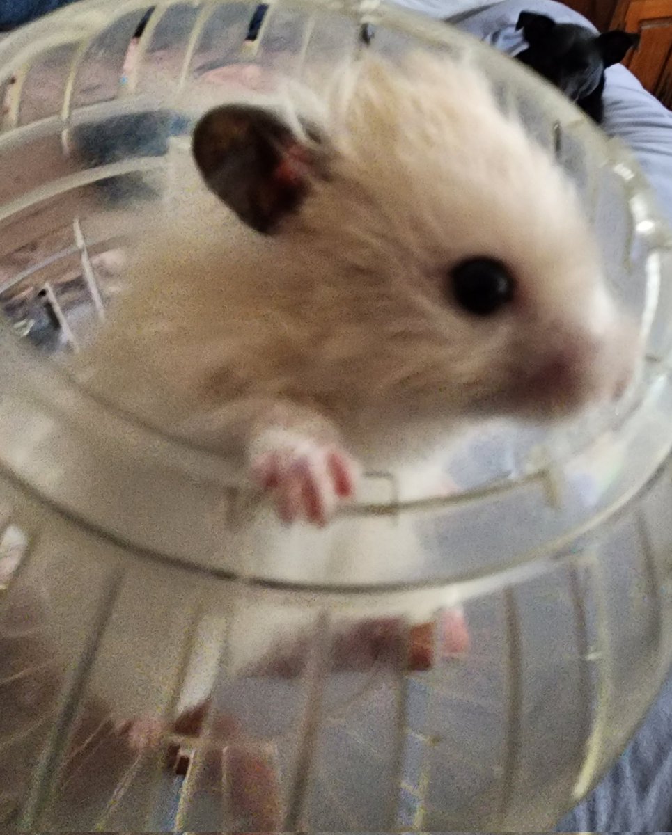 Obe_QT_Luke's tweet image. Hi everypaw! This is my third account because i put too much security on mu second account @kenobe_w and I can't get into I after a full factory reset on my cell to finally get rid of my hacker🐹🐾🚫🪓