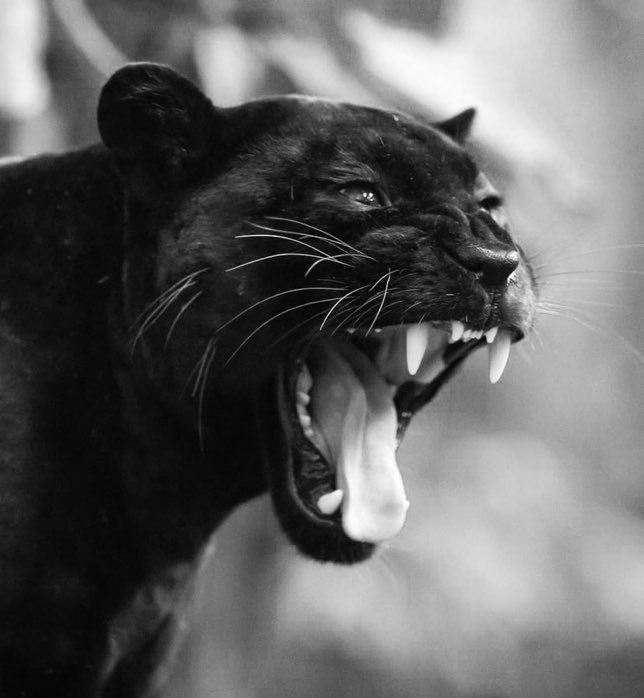 DRIP (@dript3r) on Twitter photo 