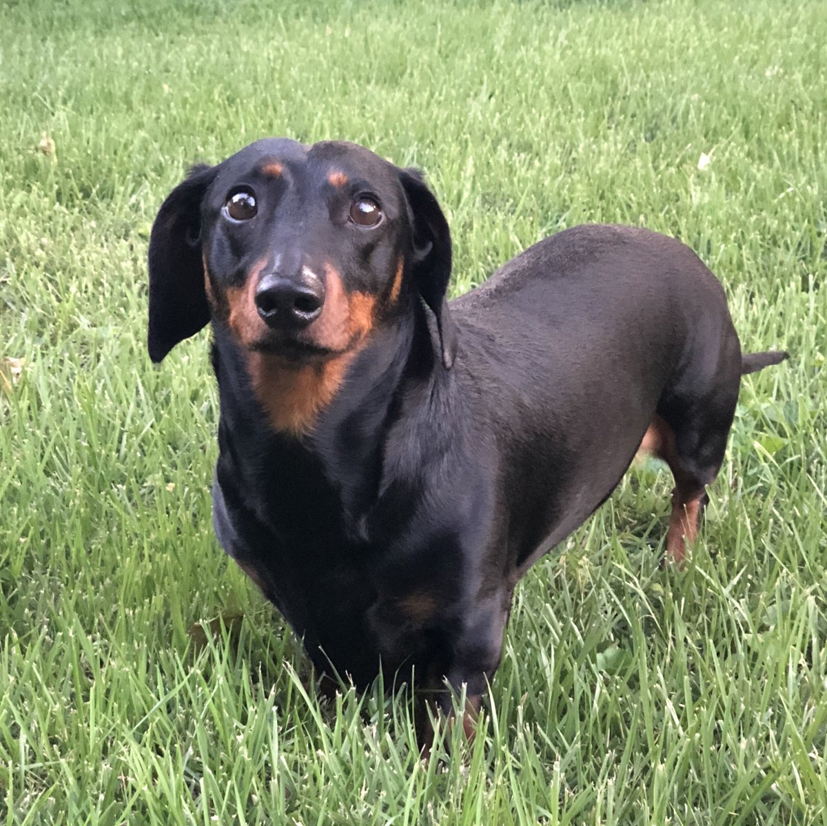 dachshu_1's tweet photo. I’m going to go roll in something gross now, you’re welcome. #theyseemerolling #theyhating #rollingdirty #DogsofTwitter #dachshund https://t.co/1Vwz4i87BR