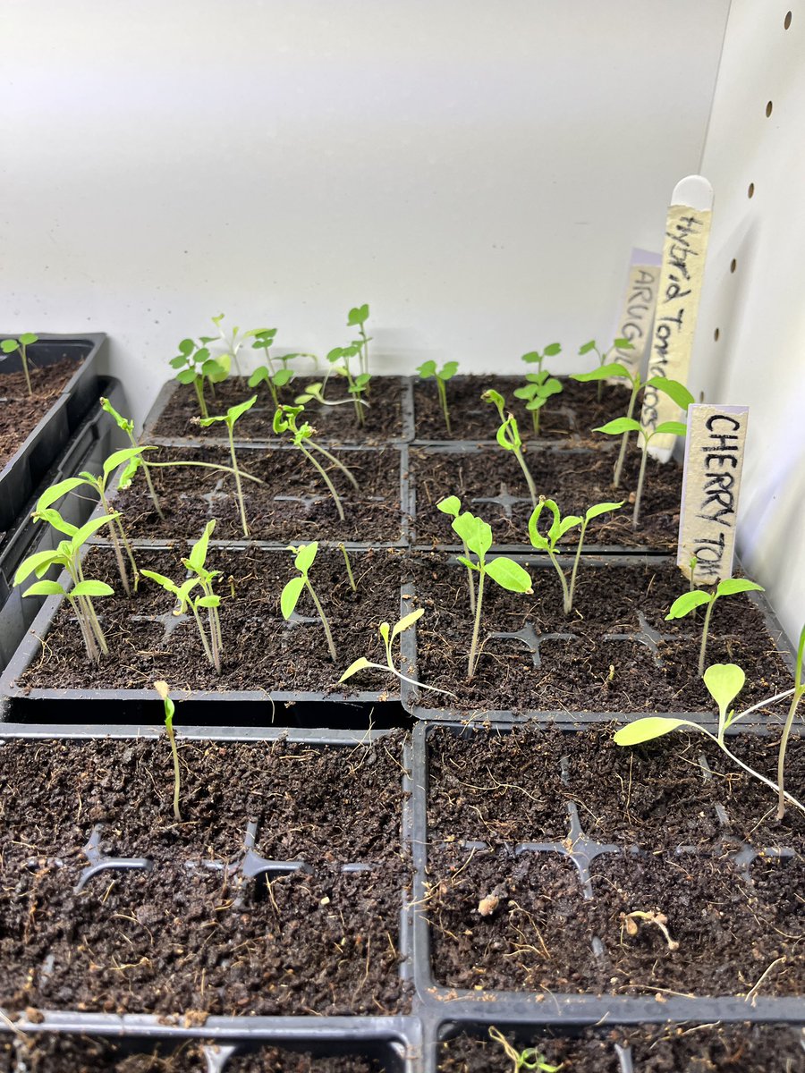 Tvhsbiosustain's tweet photo. Greenhouse Update!🌱 Germinating more seeds, tests water levels, and taking care of fish! @WeAreCTA @CTAIFT #germination #biosustain #CTA #CTAIFT #WeAreCTA https://t.co/uLZSZ3HaO9