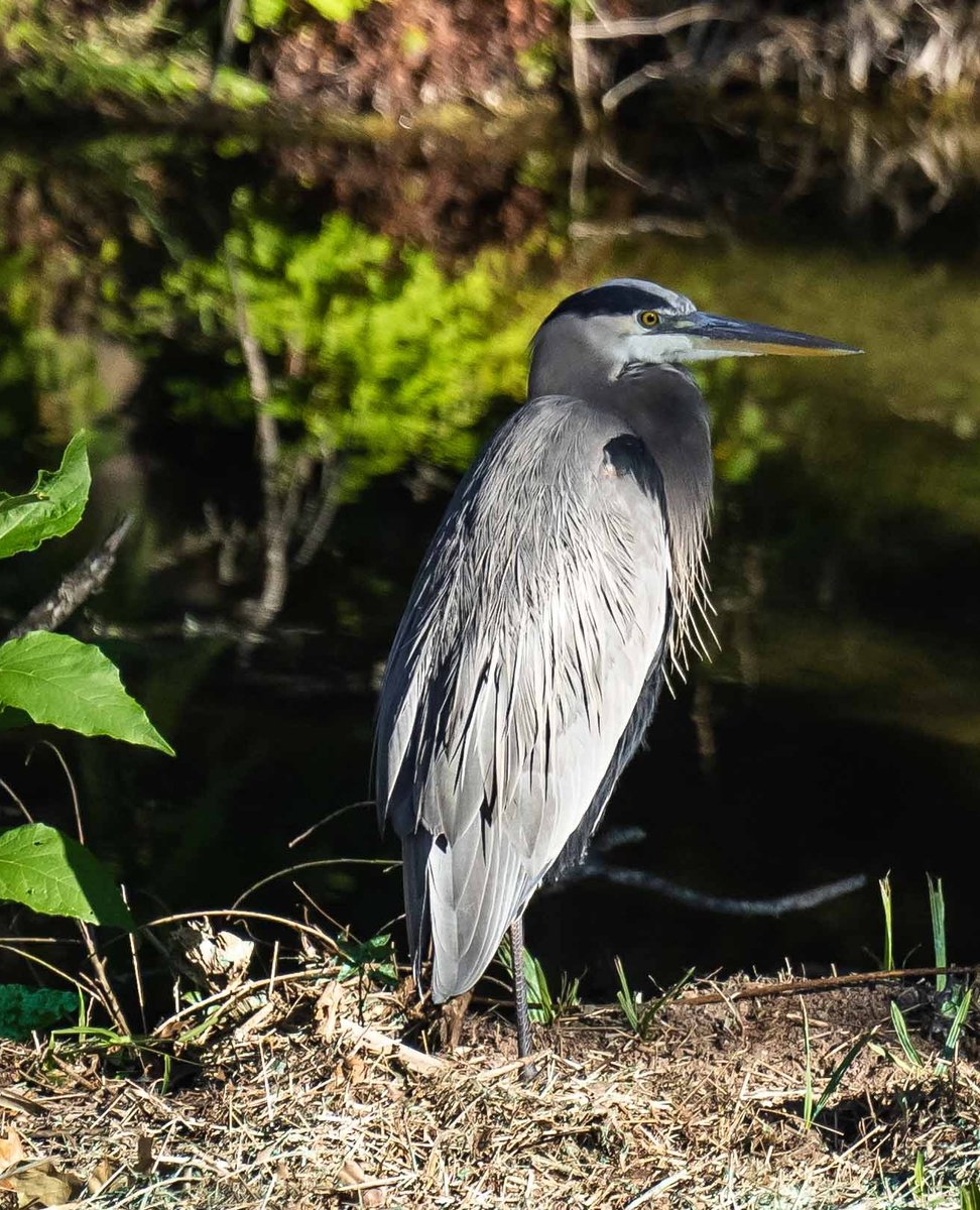Happy World Wildlife Day! All four golf courses #AtTheOmni are home to abundant Texas wildlife. This Great Blue Heron was spotted on the Fazio Canyons golf course.