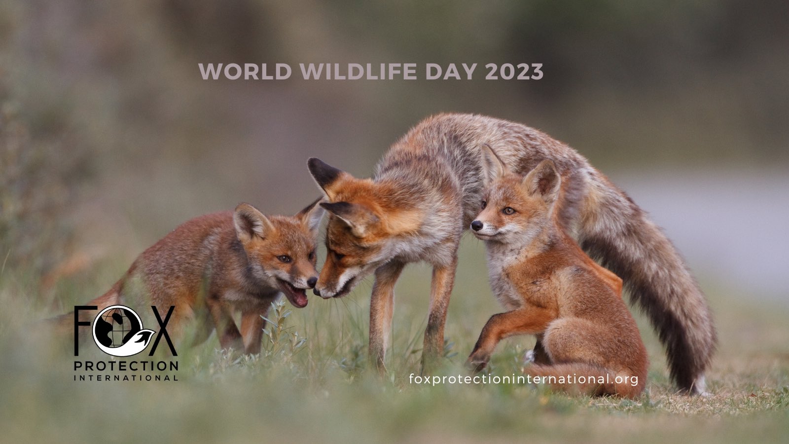 Fox protection 2024