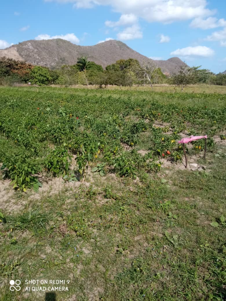 eulise64's tweet photo. Equipo de trabajo integrado por un miembro del Buró del PCC, CAM Delegación de la Agricultura, Empresas del sistema, visitaran las Corporativas, se intercambió con  productores buscando su compromiso para el aumento de las producciones #Cuba #IslaDeLaJuventud #MejorEsPosible https://t.co/SLmoDlPbPk