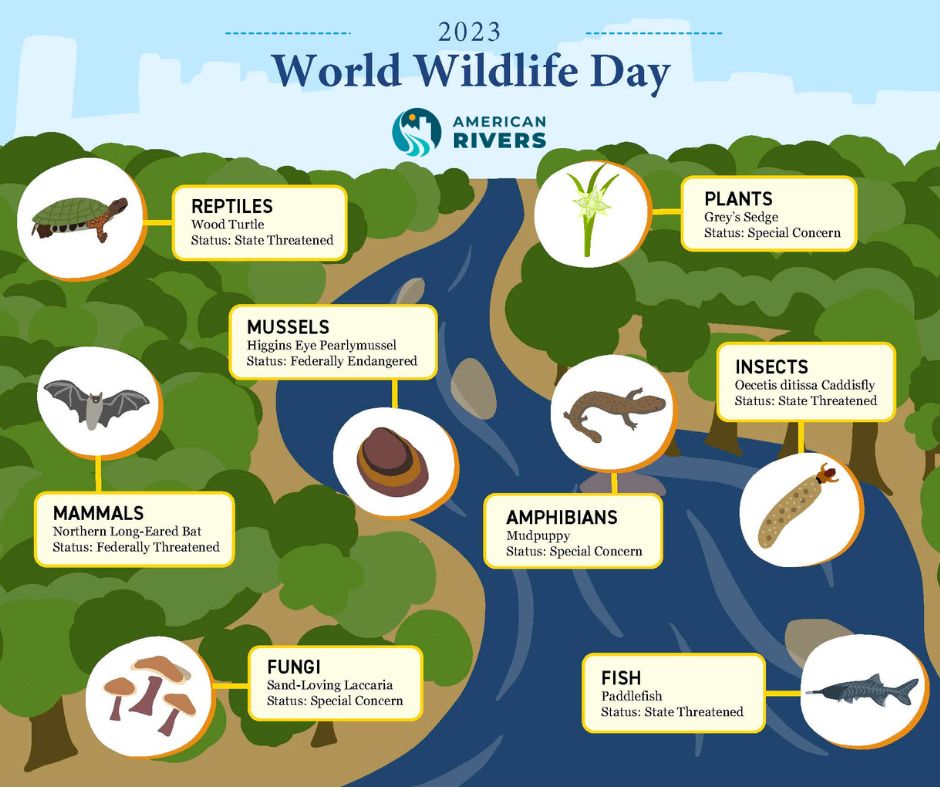 #WorldWildlifeDay recognizes the important role animals play in maintaining the biodiversity of their environments. When we think about #RiverProtection we must also defend the species that play a critical role in keeping rivers healthy. #ForTheRivers #WWLD2023