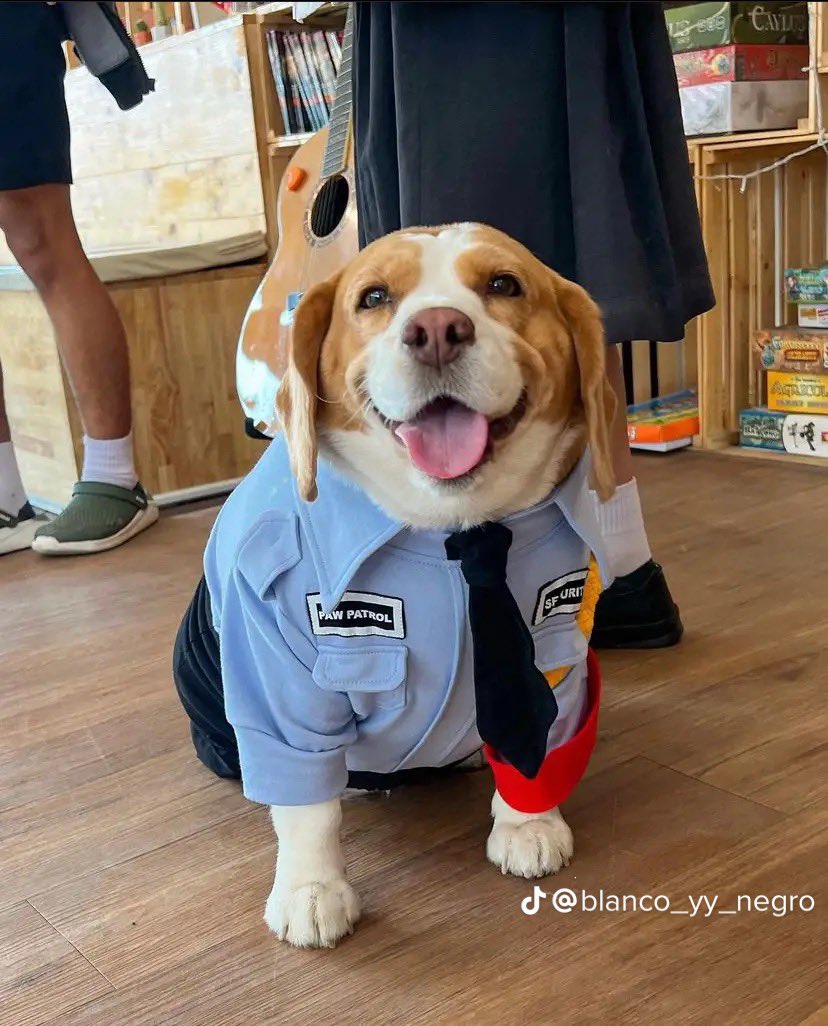 perritos_qctd's tweet photo. Un perrito policía 🥹 https://t.co/iGbXouURmi