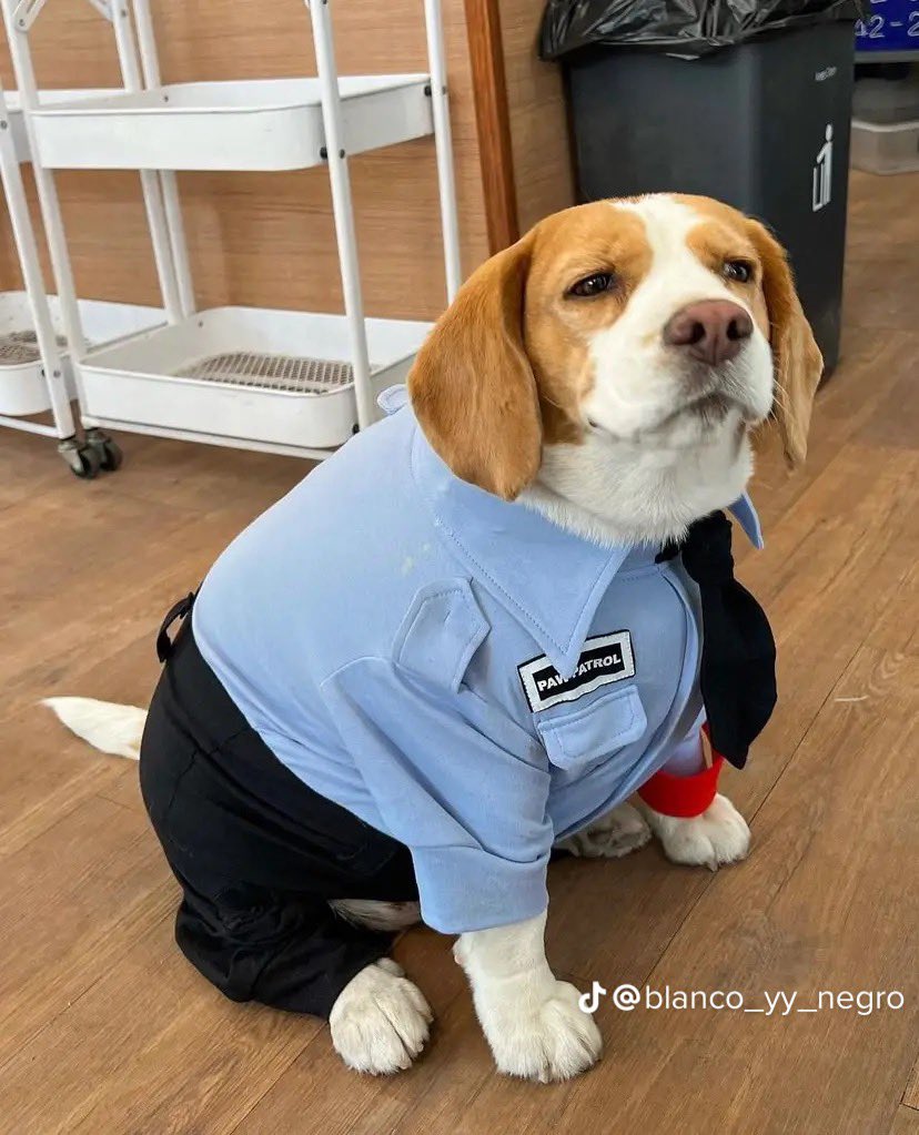 perritos_qctd's tweet photo. Un perrito policía 🥹 https://t.co/iGbXouURmi