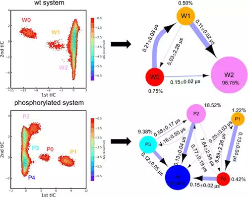 JCIM_JCTC's tweet photo. Phosphorylation Regulation Mechanism of β2 #Integrin for the Binding of #Filamin Revealed by Markov State Model #MolecularModeling #MolecularSimulations 
https://t.co/OB24KTus01 
Vol63 Issue2 #JCIM #compchem https://t.co/ePfRTciqCP