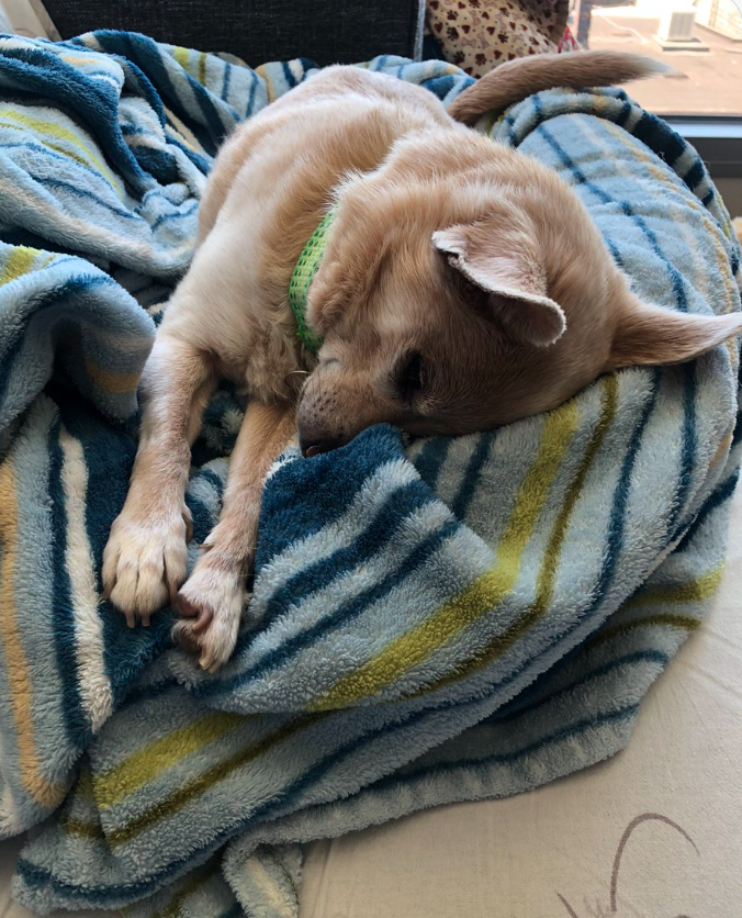 NoNutritionFear's tweet photo. @Phil_Sledge Pico. Best dog ever. Lost him in November. He was 14.  Miss him more than words can describe. Still cry many days. He took a piece of my heart with him. https://t.co/T1WTpCLbGm
