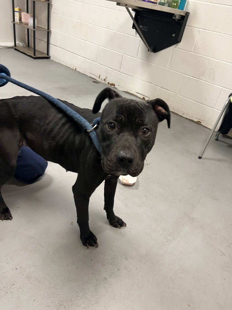 WeRateDogs tweet media