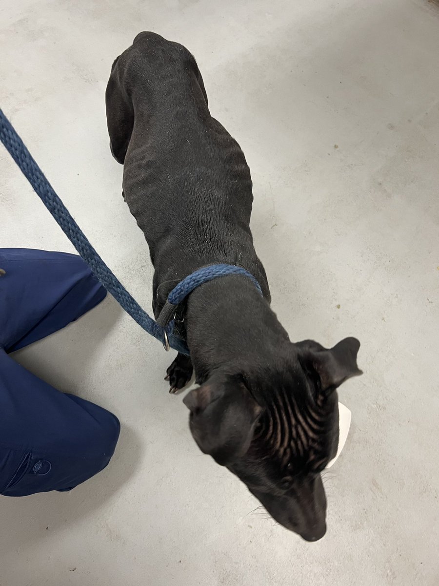 This is Blue. She was found starving in an abandoned house. She needed emergency surgery to remove seven pounds of materials from her stomach. She was eating anything she could find. Blue needs constant care to gain weight and you can help her below ❤️‍🩹

15outof10.org/blue/
