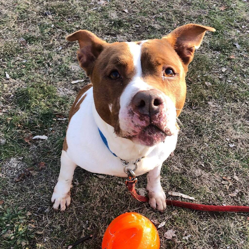 Happy Friday from adoptable Daisy 🧡🌼 #adoptme #daisythedog #newhavenanimalshelter instagr.am/p/CpVgT2epIEQ/