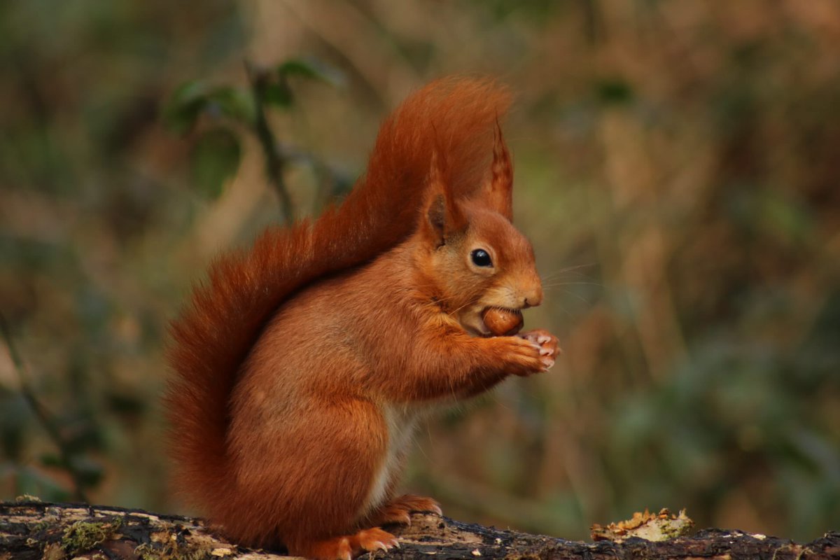 Petition: Fund vaccine research to protect red squirrels from deadly Squirrelpox virus petitions.senedd.wales/petitions/2453… please take a moment to sign the red squirrels will thank you! Me too!