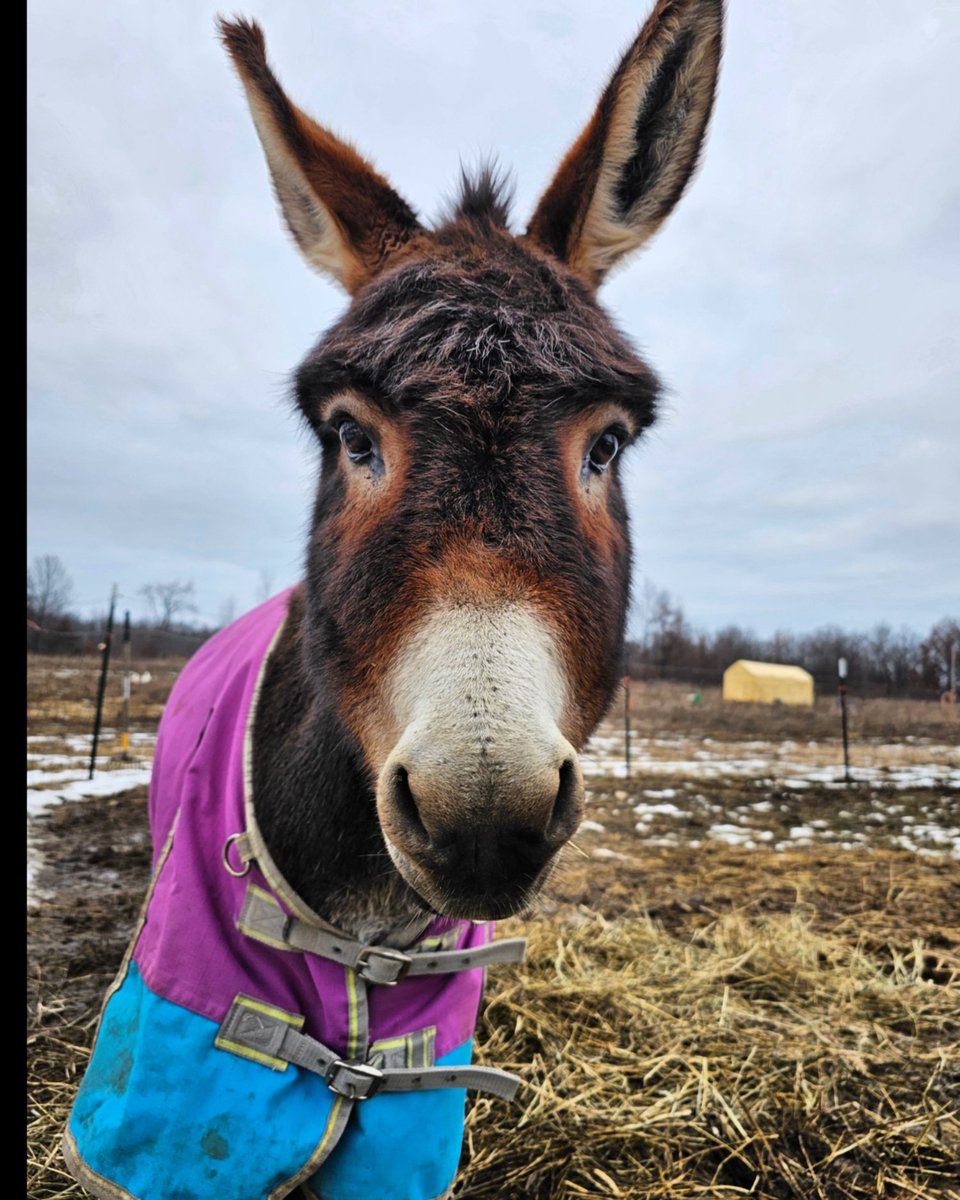 MiniTinyFarm's tweet photo. Meet Shirley and Seven! The 2 new additions to the farm! 🫏🐎 https://t.co/5Zvc0TT6xe