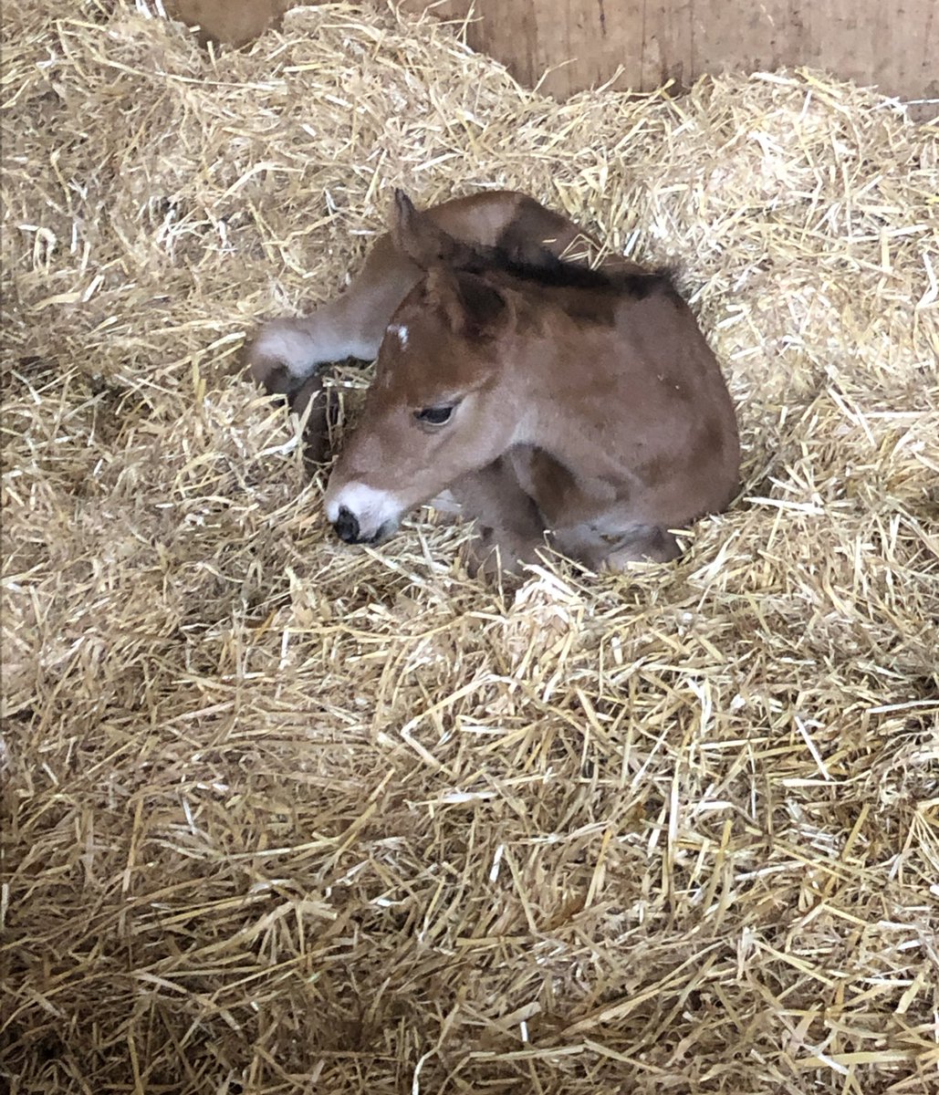 MarchHareStud's tweet image. It’s a hard life 😂😂 … 

Handsome LEGENDS OF WAR colt 🤴 and filly 👸 🐎 @LMStallionsLTD