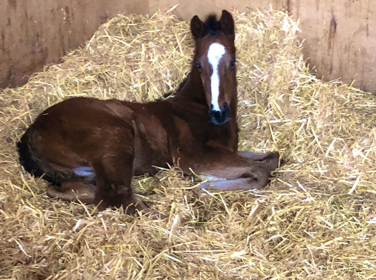 MarchHareStud's tweet image. It’s a hard life 😂😂 … 

Handsome LEGENDS OF WAR colt 🤴 and filly 👸 🐎 @LMStallionsLTD