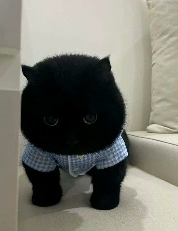 Me_ow_CatPower's tweet photo. " Mum I'm here..can you find me~"

#cat #kitty #meow #kitten #catlover #pet #animal #kat #kittycat #catoftheday #MeowCatPower #Caturday #CatsOfTwitter #CuteCats #Catholic #catshop #catphoto #catimage #catpaw #paw #catphotography #catgram https://t.co/cwFdPLiiRd