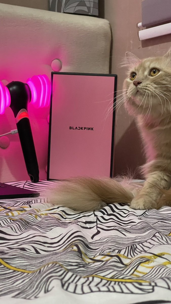 Shyrameyb's tweet photo. Thank you @luvJISOOqt ๐
Received my BP lightstick, all working and syncing properly. โบ๏ธ #JSQTProofs https://t.co/1IhOiFatBp
