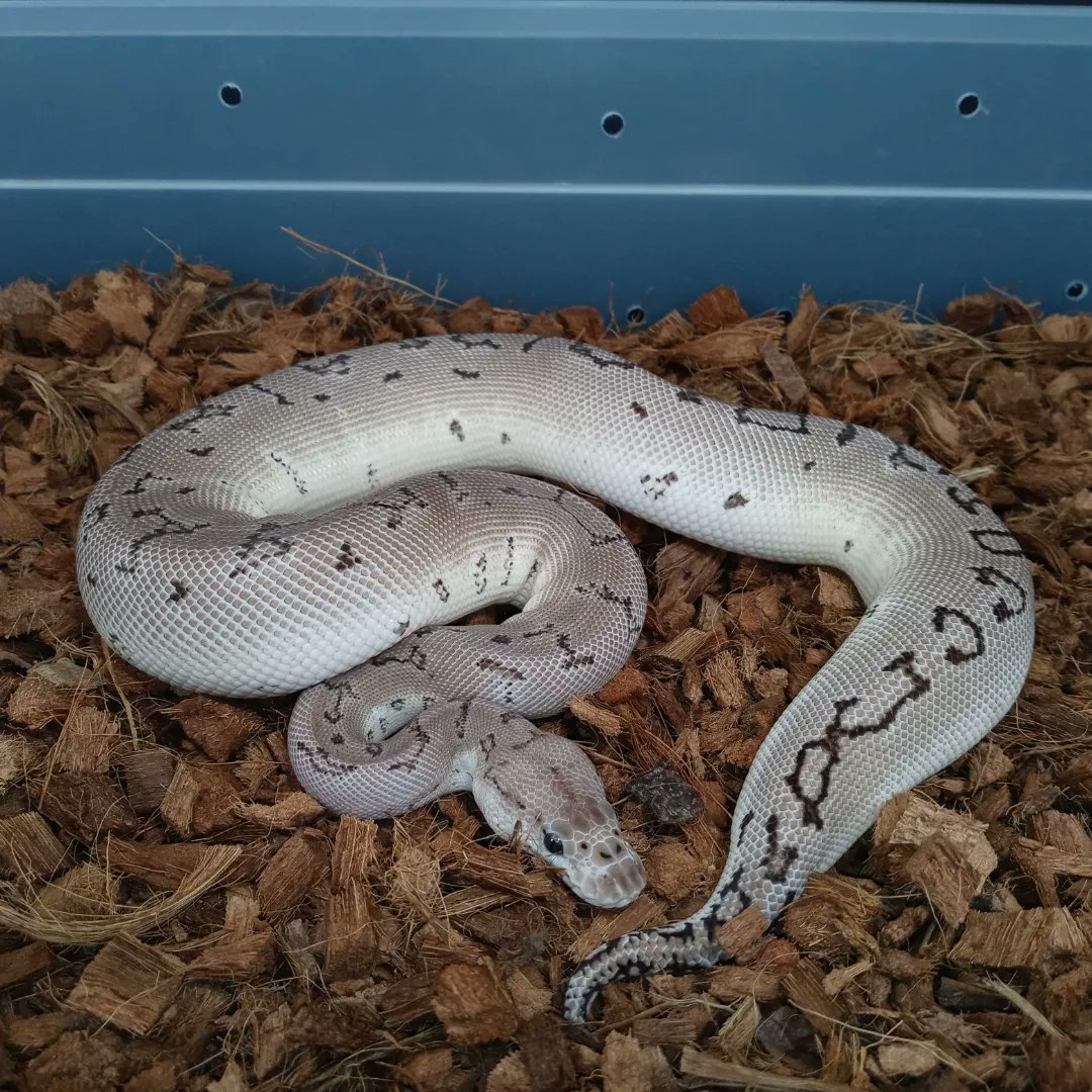Phenomenal...very rare female!
Vpi Axanthic Lemonblast Clown