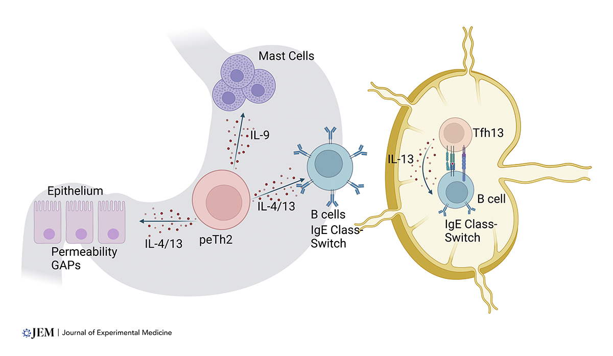 There is growing appreciation of the heterogeneity of type 2 immunity in food allergy &amp; how type 2 #cytokines from distinct cell types contribute to pathogenesis. A new review <a href="/JExpMed/">Journal of Experimental Medicine</a> from M. Cecilia Berin <a href="/BerinLab/">Berin Lab</a> <a href="/NUFeinbergMed/">Northwestern Feinberg School of Medicine</a>: bit.ly/41Kp4yY

#Tolerance #allergies