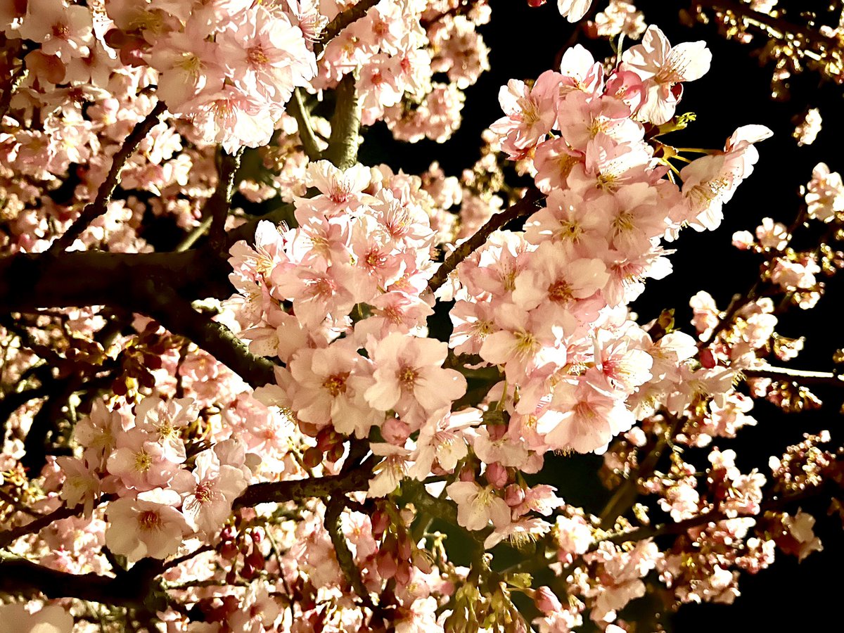no humans flower cherry blossoms branch still life black background tree  illustration images