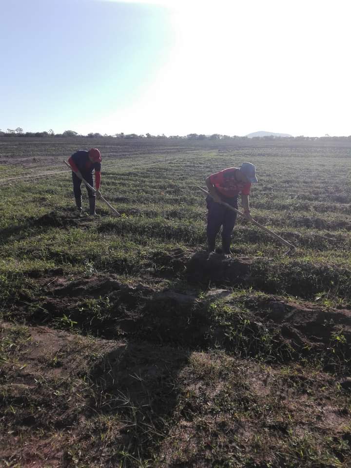 eulise64's tweet photo. Los marmoleros en cambio de labor apoyando la producción de alimentos en la máquina 3 de la 31 por un 26 en el 24 van por más. #Cuba #IslaDeLaJuventud #MejorEsPodible https://t.co/Z5w6L8qGYH