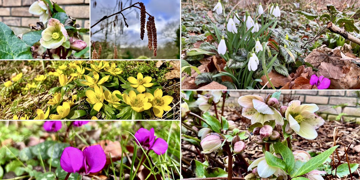 This week, colourful signs of Spring💙 #springflowers #catkins #gardenflowers #woodlandflowers #hellebores #snowdrops #cyclamen #aconites #colourfulflowers #leithhallgardens #mygarden