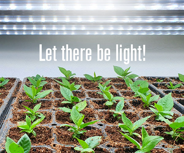 GreenhouseMega's tweet photo. Grow lights add the right amount of light for successful seed starting. Whether growing in your home or growing for commercial production we have the right lighting products for you.
#growingwithgms #indoorgrow #indoorgrowing #growlights #growlightsystem #LEDgrowlights https://t.co/st6sLhfXua
