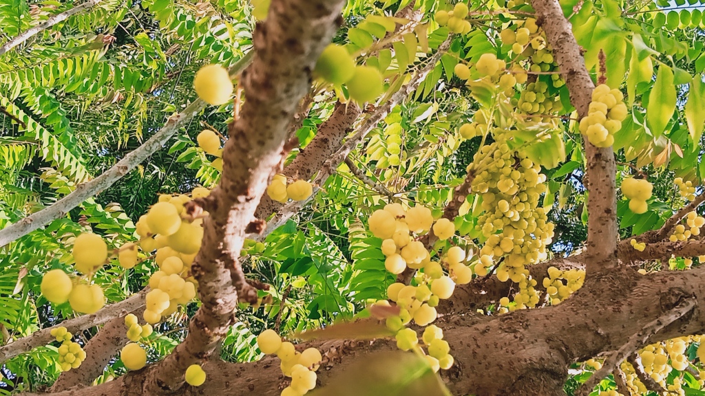 DrDanaFlavin's tweet photo. Indian Gooseberry (or Amla) is a #wonderberry, powerful and pungent.
"...an important plant in Ayurvedic medicine, may have anticancer properties, as well as cough-, fever-, pain-, stress- and diarrhea-suppressing effects."
https://t.co/ngwI1uqq43 https://t.co/bY7m7qVvq7