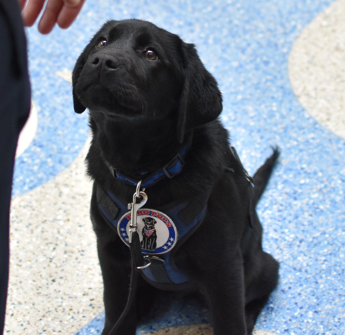 TuftsPolice's tweet photo. Tufts Public Safety is thrilled to announce the arrival of our first comfort dog on the Medford/Somerville campus. Visit our website to learn more and vote on what her name will be!
https://t.co/IhMRXl4Uc5
#tuftsuniversity #tupd #puppy https://t.co/LNHWdG07VJ