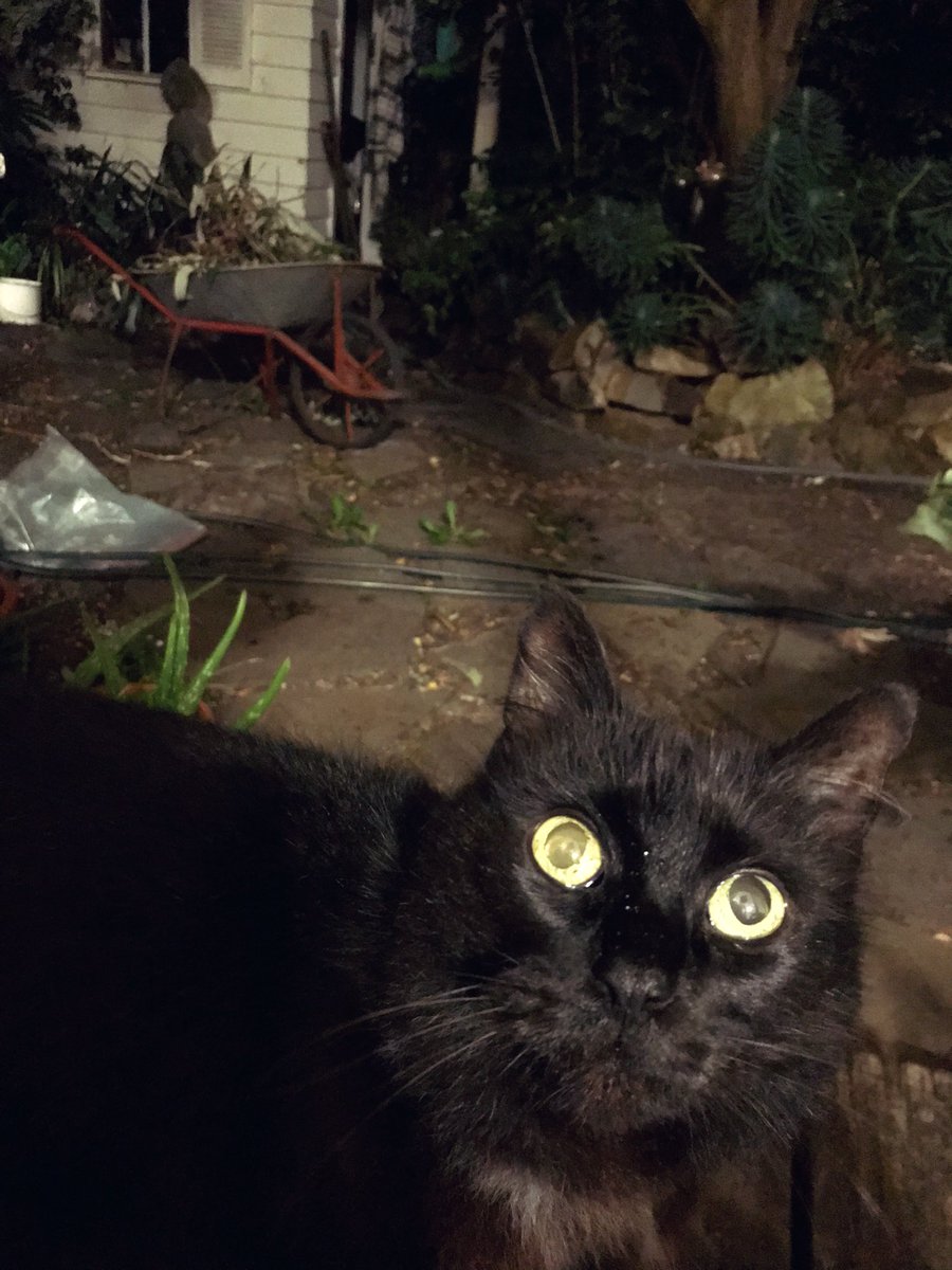 leafy_wild's tweet photo. Unbearably early morning. Still dark out. :) #goodmorning #cat #Cat #Caturday #CatsOfTwitter #catsandsoup https://t.co/NlDp7jRF6D