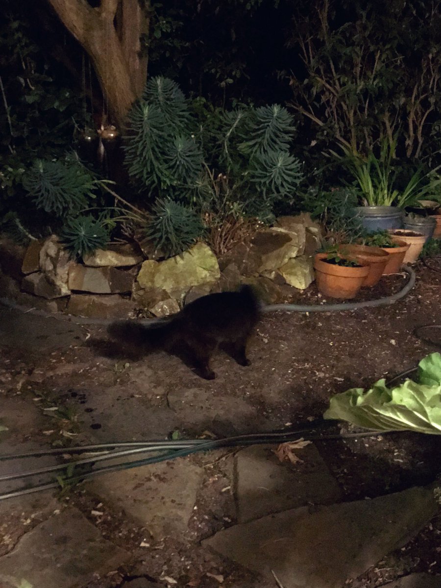 leafy_wild's tweet photo. Unbearably early morning. Still dark out. :) #goodmorning #cat #Cat #Caturday #CatsOfTwitter #catsandsoup https://t.co/NlDp7jRF6D