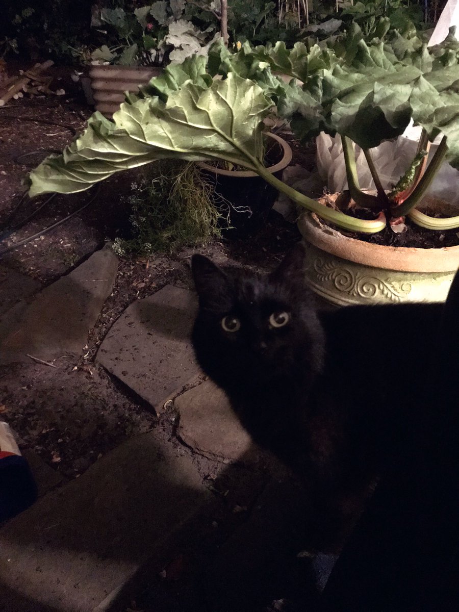 leafy_wild's tweet photo. Unbearably early morning. Still dark out. :) #goodmorning #cat #Cat #Caturday #CatsOfTwitter #catsandsoup https://t.co/NlDp7jRF6D