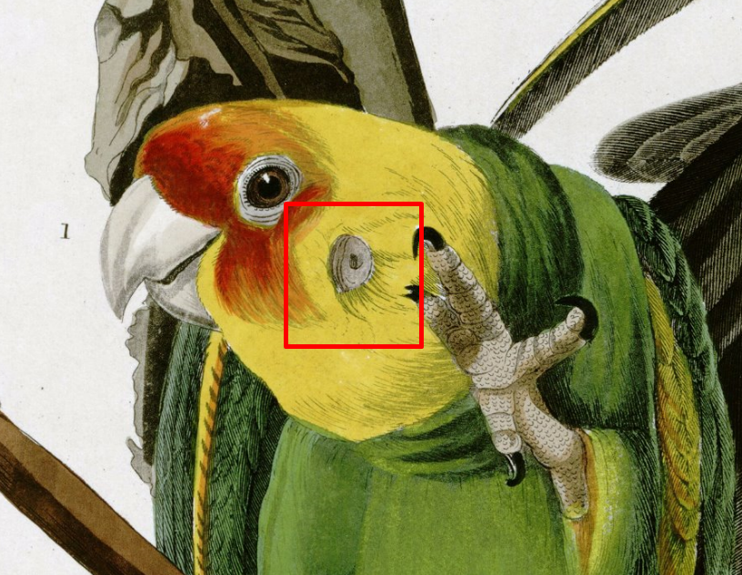 「I've had Audobon's carolina parakeets as」|Finchのイラスト