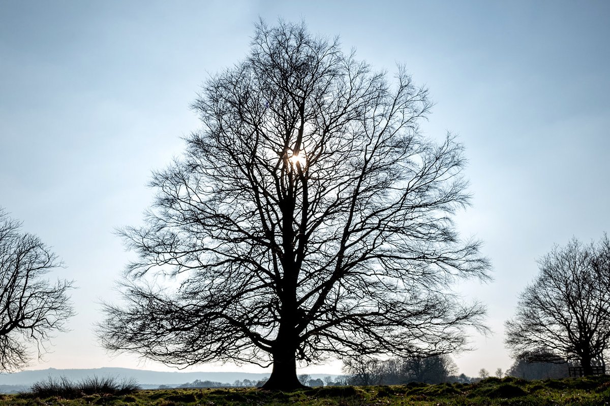 Petworth #petworthhouse #leicaq #sussexlife #winter #baretrees #silhouette #springiscoming #westsussex #nationaltrust #beautyiseverywhere