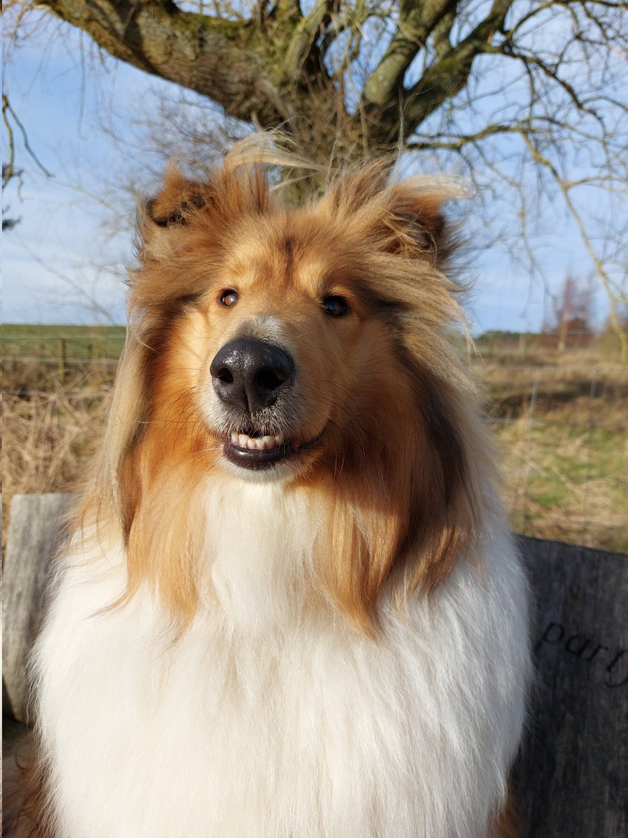 MirandaMirdanda's tweet photo. @NiallHarbison Ella aka Mrs Floof says hi 👋 https://t.co/Prf0wtM8eK
