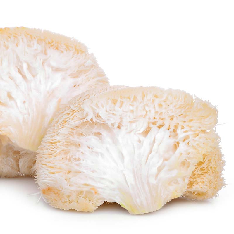 MedicinalFoods's tweet photo. Where to Buy Lion’s Mane Mushroom
Perhaps you're wondering Where to Buy Lion’s Mane Mushroom now that you've read all the buzz about this smart fungus? Let us help you here, just keep on reading!
https://t.co/jeUResAUao https://t.co/TL1yZR2ehM