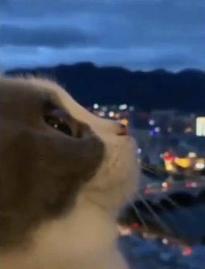 Marie🌸 tweet media