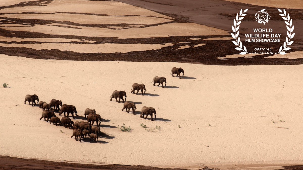 Thank you @JacksonWild for selecting the EPI’s short film, ‘#Elephants and the Samburu’ in this year’s #WorldWildlifeDay film showcase! #WWD2023 Watch the film here youtu.be/QC4N5oGAeFU