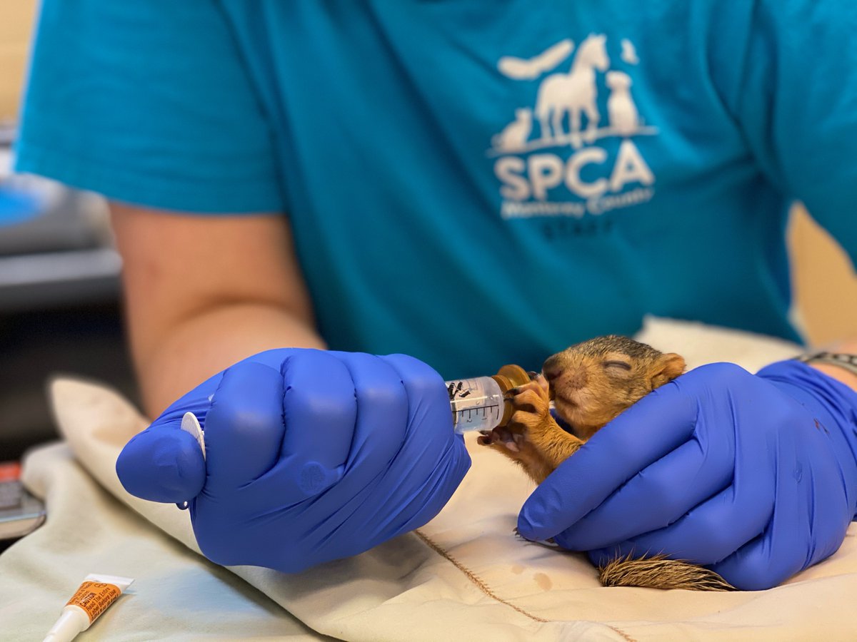 SPCAmc's tweet image. It&apos;s World Wildlife Day! The SPCA Wildlife Rescue &amp;amp; Rehabilitation Center provides critical care to thousands of injured &amp;amp; orphaned wildlife every year.  Thank you for your love that makes our work possible. #worldwildlifeday #spcamc