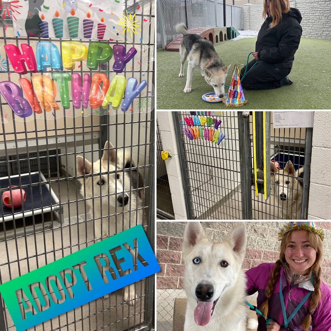 SLCoAnimals's tweet image. Birthday party for our #pisces Rex! Just because he’s a shelter pup, doesn’t mean we don’t #party! Adopt Rex at @SLCoAnimals #adoptutahpets #slco #happybirthday #husky