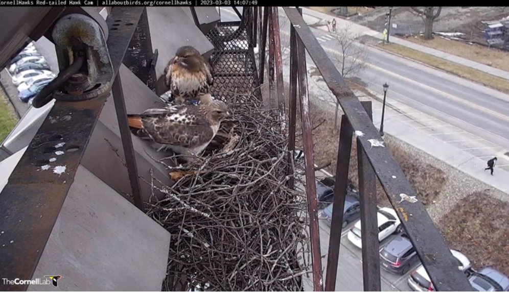 Arthur brought a few strips of bark to the nest this morning. Both Big Red and Arthur are working on nestorations this afternoon.