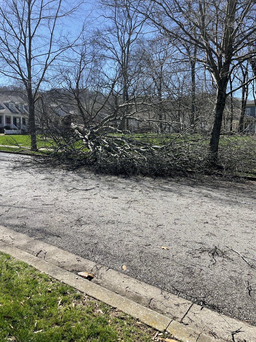 CINDY_CHATS's tweet photo. @NashSevereWx just watched this huge tree come down across from my house in Franklin/Westhaven. The wind is still packing a punch here!!! https://t.co/HTI5T7bDJy