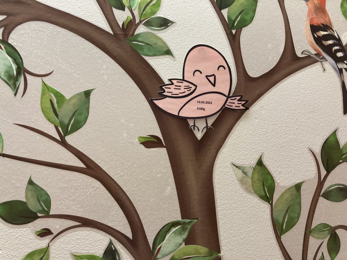 Welcome to our new homebirth tree outside our community office thanks to the lovely clerks for supporting this we will keep adding a baby bird for every homebirth <a href="/charlec17/">Carla Charles</a> <a href="/josellwright/">Joselle Wright</a> <a href="/JulieNewton8/">Julie Newton</a> <a href="/MvpWalsall/">walsall MVP</a> <a href="/local_maternity/">Black Country Local Maternity and Neonatal System</a> 🤩🥰