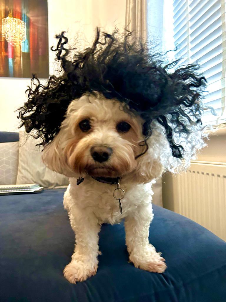 Sarahteach78's tweet photo. @MrsDEngCroesy @croesyschool Albus had to try on the wig when I got home! https://t.co/VY4BlX0Sdk