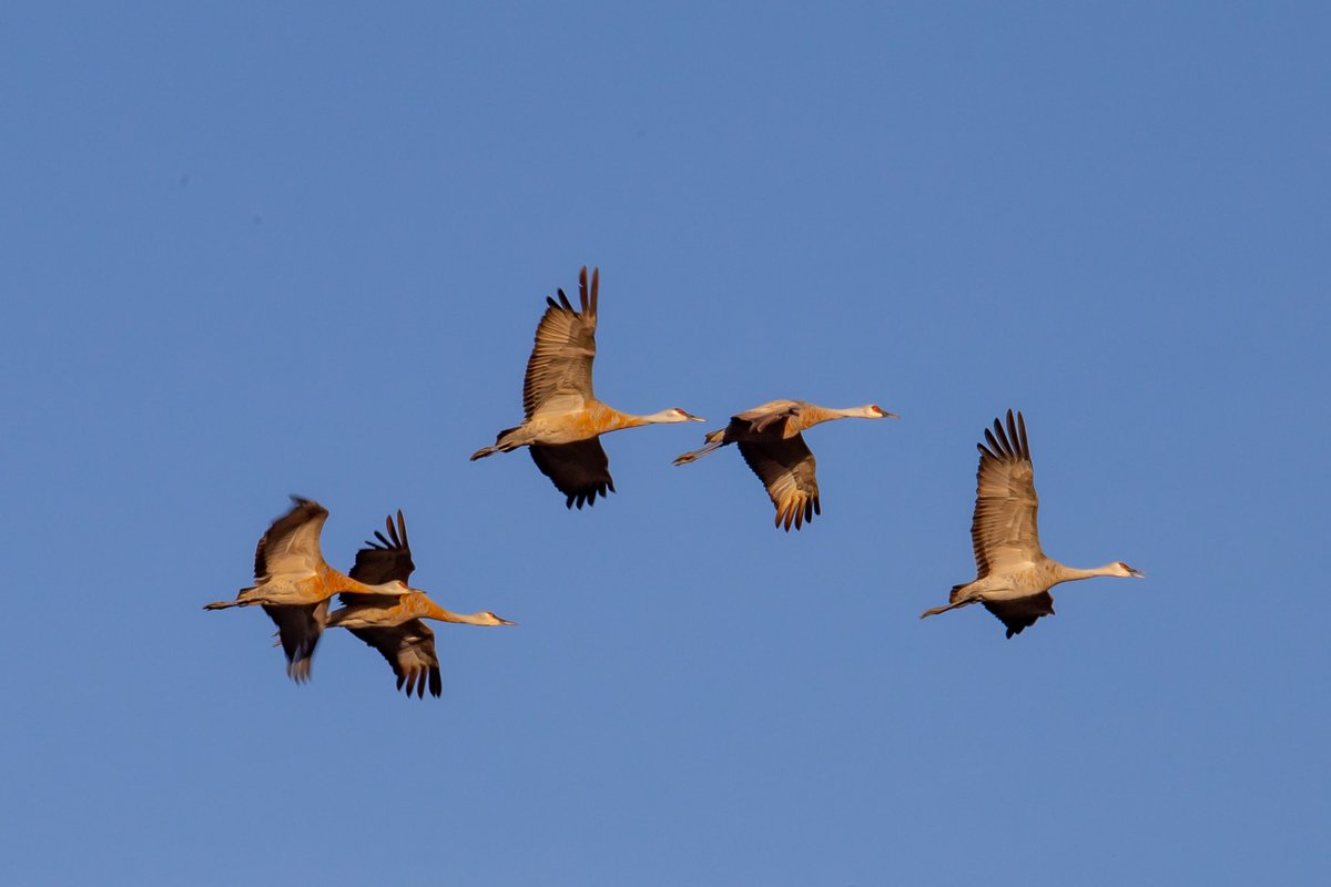 FlangPhotos's tweet photo. @Lightroom Sandhill cranes https://t.co/HaHX2PI21K