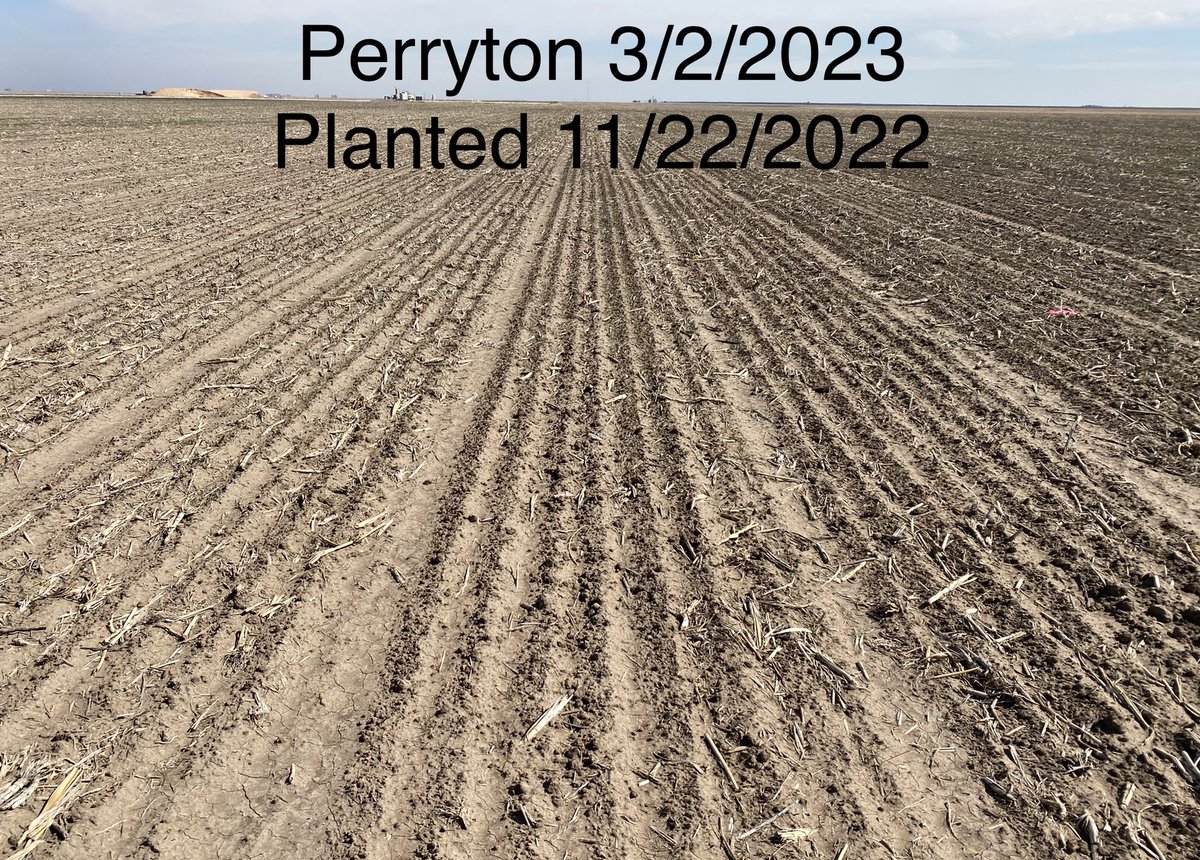 TXPanAg's tweet photo. When people ask about High Plains #wheat conditions, the comparison between dryland wheat variety trials in March 2023  and March 2020 say it all. It is a tough year for High Plains wheat. #drought @J_SBaker @TAMWheat @QingwuXue https://t.co/nhrvyk0J1t